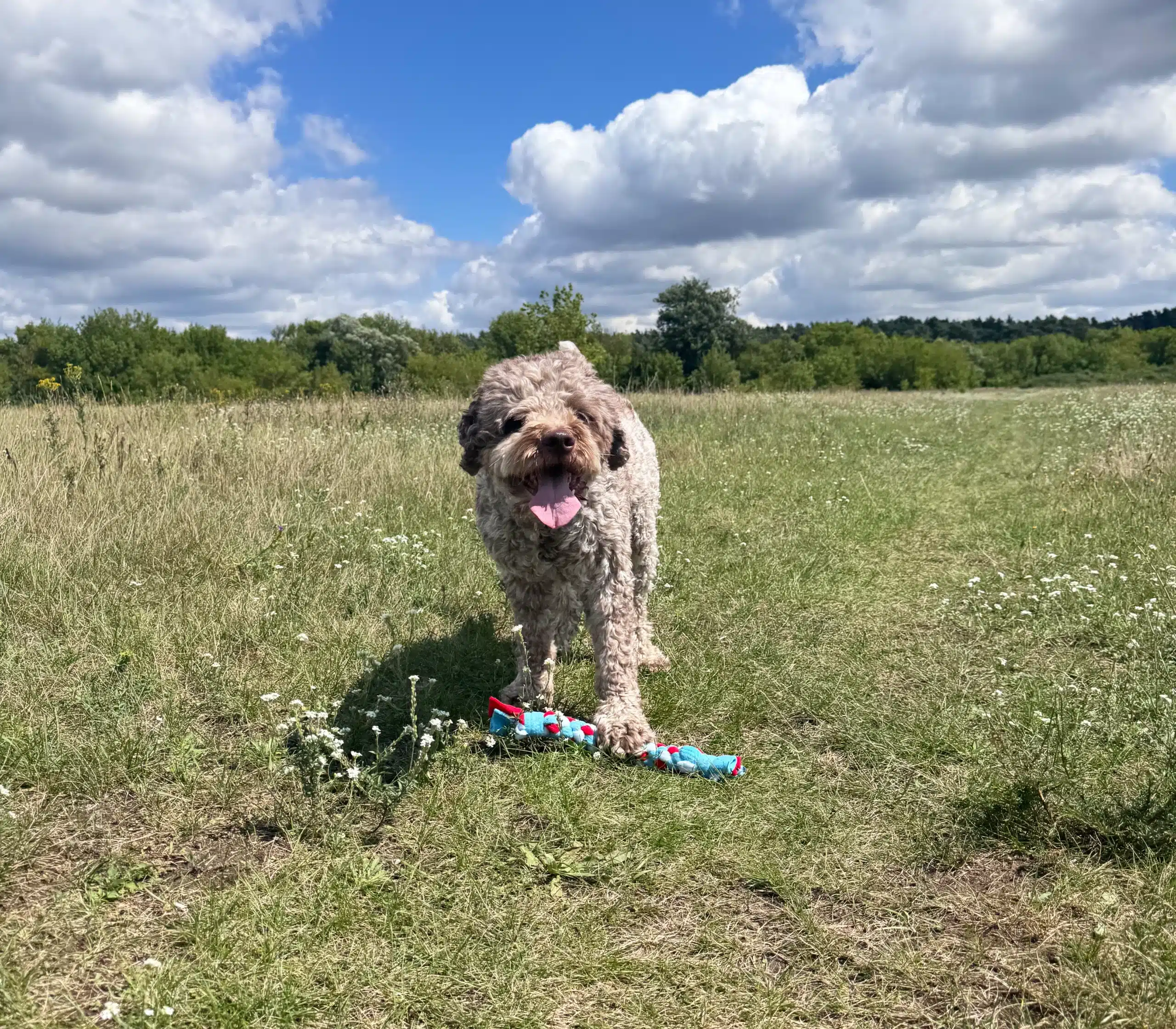 Bruno z szarpakiem Volcano m 30