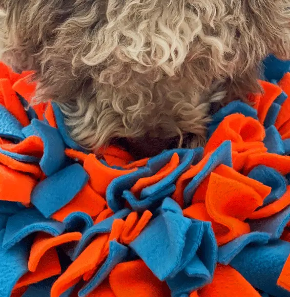 Mata węchowa pomarańczowo turkusowa