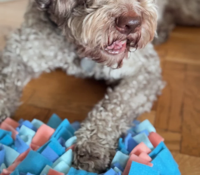 Mata węchowa dla psa - maxi akvamarin 2