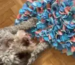 mata węchowa dla psa - akvamarin