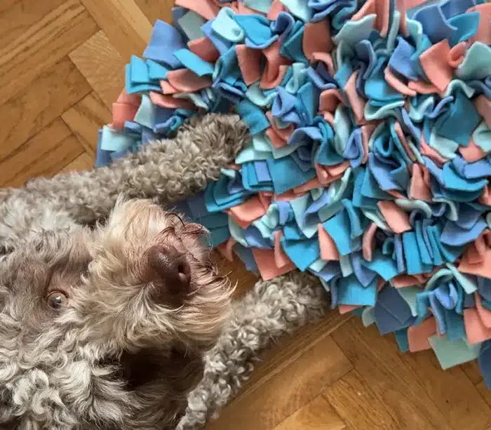 mata węchowa dla psa - akvamarin