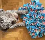 mata węchowa dla psa - akvamarin