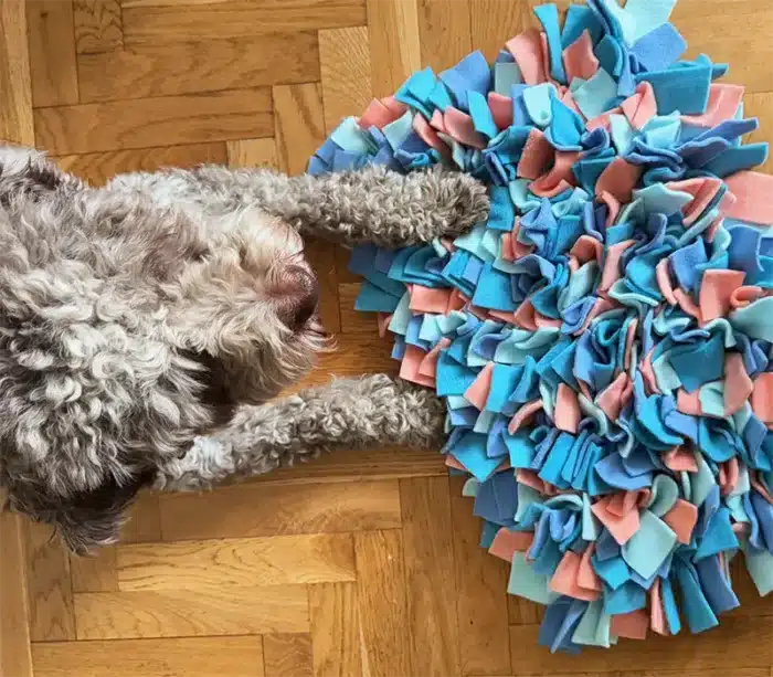 mata węchowa dla psa - akvamarin