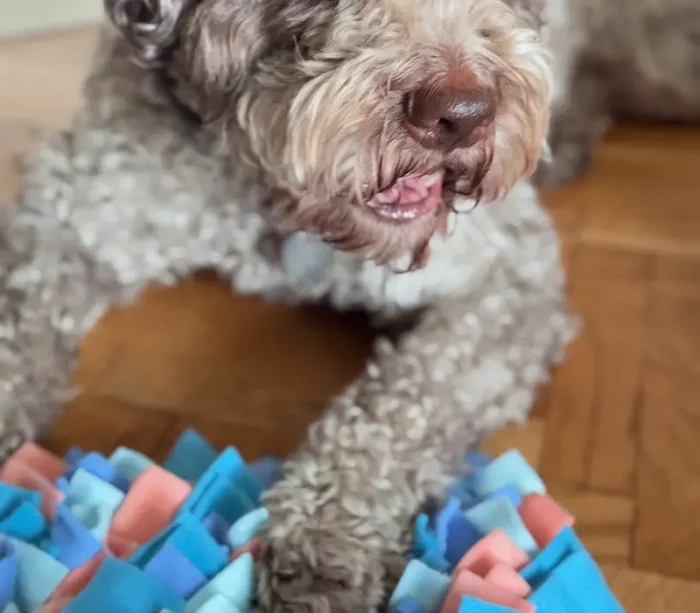 mata węchowa dla psa - akvamarin