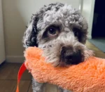 Szarpak włochaty - łososiowy z Brunem