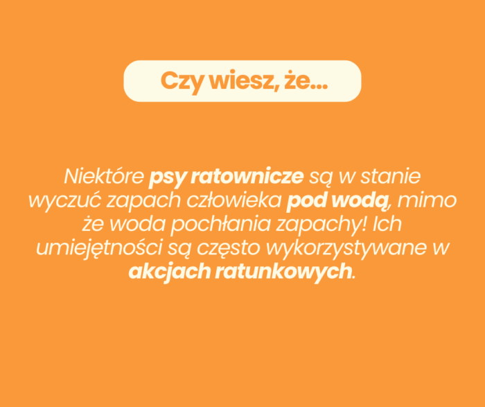 Mata edukacyjna dla psa - Czy wiesz, że