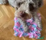 Węchowa mata dla psa - Rosa 5