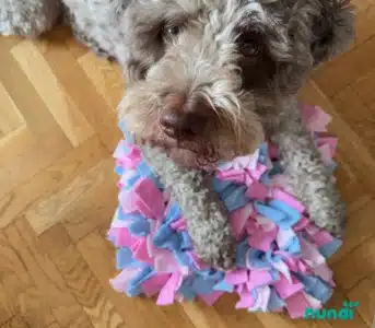 Węchowa mata dla psa - Rosa 5