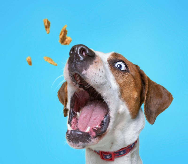 Kreatywne zabawy z psem w domu - Pies ze smaczkami