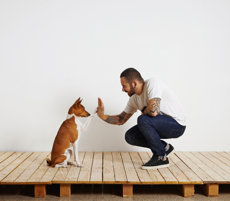 Kreatywne zabawy z psem w domu - Pies trenujący