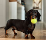 Kreatywne zabawy z psem w domu - Pies z piłką