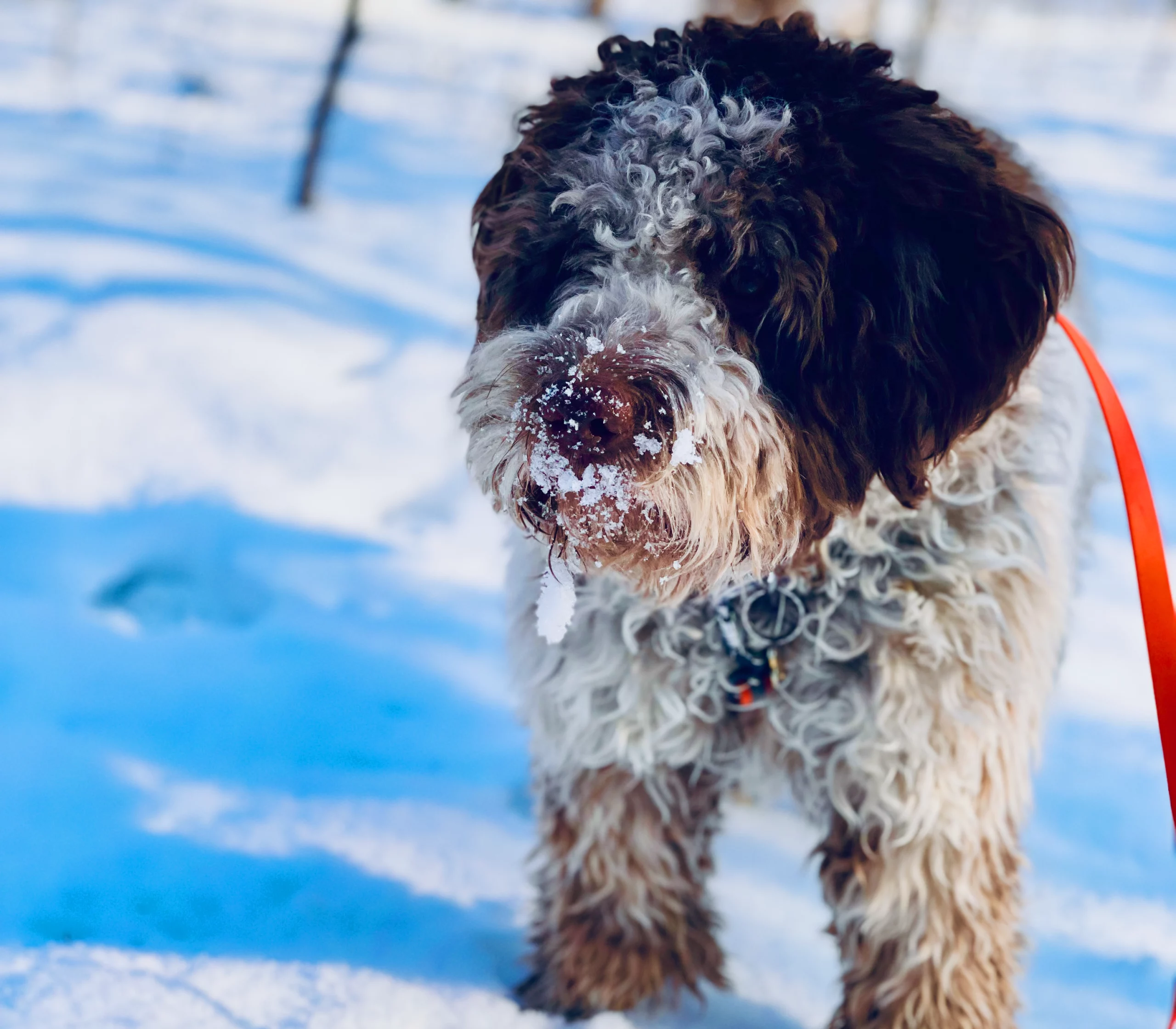 Kreatywne zabawy z psem w domu - Zimowy Bruno