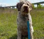 Smycz treningowa Alva - obrazek 8