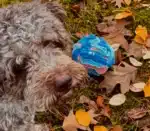 Kula węchowa - akvamarin z Brunkiem