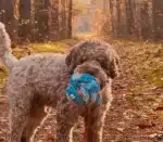 Kula węchowa - akvamarin z Brunkiem