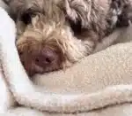 Miękki kocyk dla psa