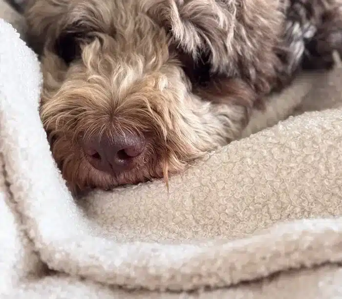 Miękki kocyk dla psa